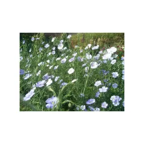 Lin vivace bleu